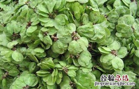 榆钱的功效与作用、禁忌和食用方法 榆钱的功效与作用