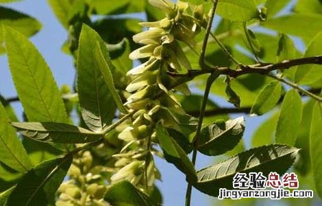 榆钱的功效与作用、禁忌和食用方法 榆钱的功效与作用