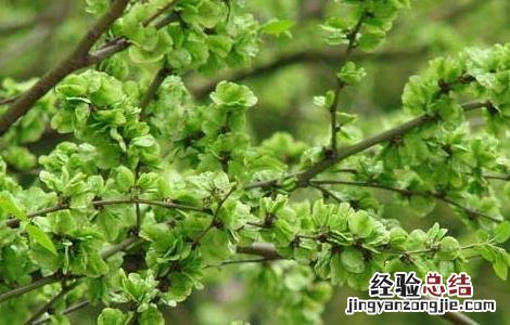 榆钱的功效与作用、禁忌和食用方法 榆钱的功效与作用