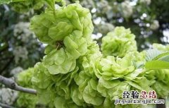 榆钱的功效与作用、禁忌和食用方法 榆钱的功效与作用