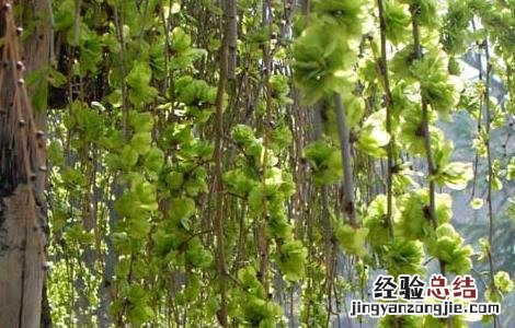 榆钱的功效与作用、禁忌和食用方法 榆钱的功效与作用