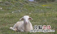 山羊是什么意思 足球山羊是什么意思