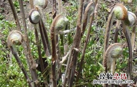 薇菜的作用 薇菜的营养价值