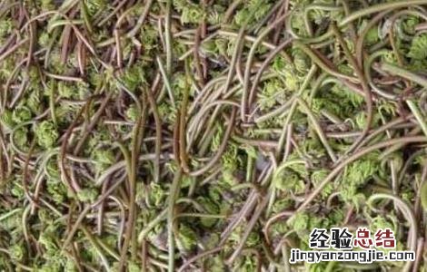 薇菜的作用 薇菜的营养价值