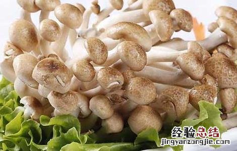 蟹味菇的营养价值 蟹味菇的营养价值表