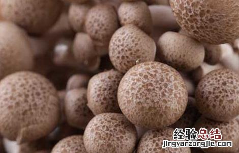 蟹味菇的营养价值 蟹味菇的营养价值表
