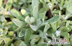 清明菜的功效与作用 清明菜的功效与作用水牛花叫清明菜是不