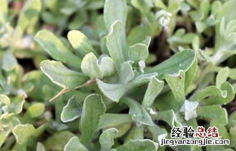 清明菜的功效与作用 清明菜的功效与作用水牛花叫清明菜是不