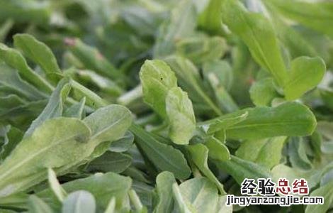 清明菜的功效与作用 清明菜的功效与作用水牛花叫清明菜是不