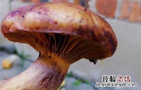 松蘑的营养价值 松蘑的营养价值与功效以及适应人群