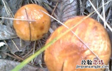 松蘑的营养价值 松蘑的营养价值与功效以及适应人群