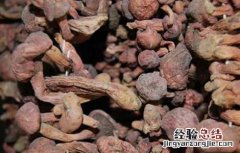 松蘑的营养价值 松蘑的营养价值与功效以及适应人群