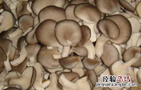 平菇的功效与作用禁忌 平菇的功效与作用