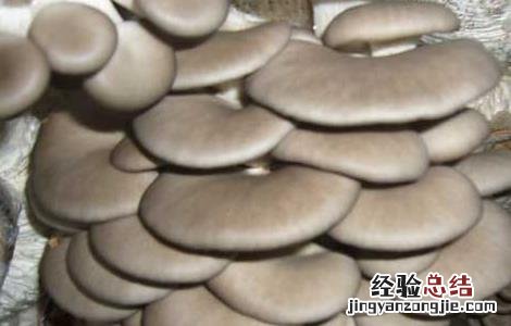 平菇的功效与作用禁忌 平菇的功效与作用
