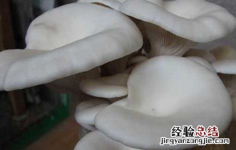 平菇的功效与作用禁忌 平菇的功效与作用