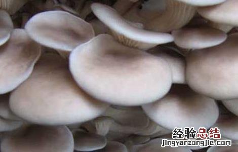 平菇的功效与作用禁忌 平菇的功效与作用