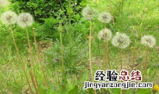 蒲公英是什么意思 蒲公英是什么意思?