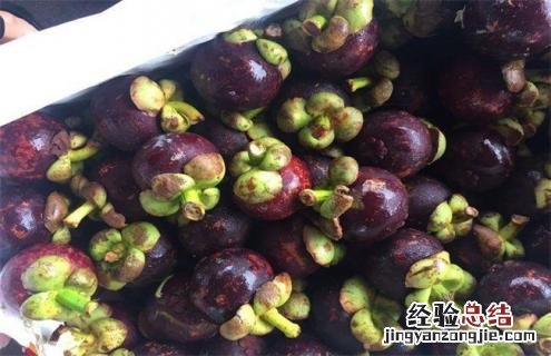山竹的常见品种及图片大全 山竹的常见品种及图片