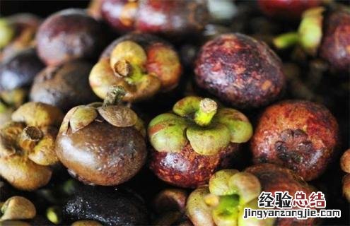 山竹的常见品种及图片大全 山竹的常见品种及图片
