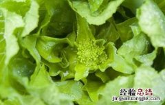 白菜苔的营养价值高吗 白菜苔的营养价值