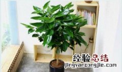 平安树摆放禁忌 家里千万别养平安树