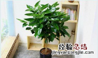 平安树摆放禁忌 家里千万别养平安树