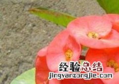 刺梅叶子发黄怎么回事 刺梅叶子发黄怎么回事图片
