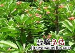 刺梅叶子发黄怎么回事 刺梅叶子发黄怎么回事图片