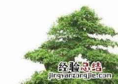 水杉盆景的养殖方法和注意事项 水杉盆景的养殖方法和注意事项有哪些