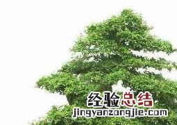 水杉盆景的养殖方法和注意事项 水杉盆景的养殖方法和注意事项有哪些