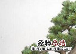 水杉盆景的养殖方法和注意事项 水杉盆景的养殖方法和注意事项有哪些