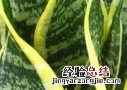 虎皮剑兰的养殖方法和注意事项 虎皮剑兰的养殖方法和注意事项视频