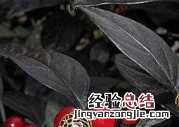 黑珍珠花怎么养才能开花 黑珍珠花怎么养