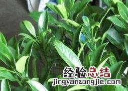非洲茉莉如何修剪 非洲茉莉如何修剪视频教程
