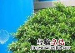 非洲茉莉如何修剪 非洲茉莉如何修剪视频教程
