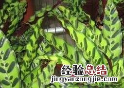 猫眼竹芋的养殖方法和注意事项 猫眼竹芋的养殖方法和注意事项图片