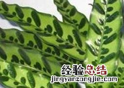 猫眼竹芋的养殖方法和注意事项 猫眼竹芋的养殖方法和注意事项图片