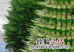 节节高叶子发黄怎么办 节节高叶子发黄怎么办?