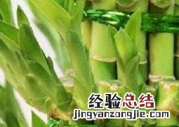 节节高叶子发黄怎么办 节节高叶子发黄怎么办?