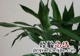 养水竹为什么要放铁钉呢 养水竹为什么要放铁钉