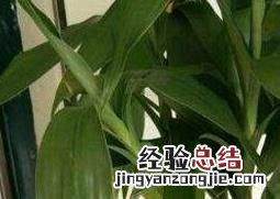 养水竹为什么要放铁钉呢 养水竹为什么要放铁钉