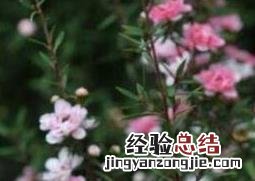 松红梅的养殖方法和注意事项 松红梅的养殖方法和注意事项插植