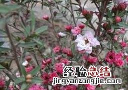 松红梅的养殖方法和注意事项 松红梅的养殖方法和注意事项插植