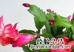 蟹爪兰不开花的原因 蟹爪兰不开花的原因是什么
