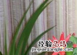 蟹爪兰不开花的原因 蟹爪兰不开花的原因是什么