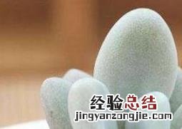 冬美人和白美人的区别及养殖方法 冬美人和白美人的区别及养殖方法视频
