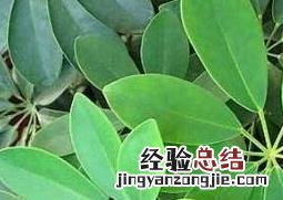 鹅掌柴的养殖方法和注意事项 鹅掌柴的养殖方法和注意事项有哪些