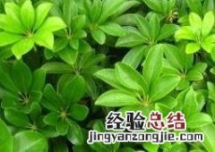 鹅掌柴的养殖方法和注意事项 鹅掌柴的养殖方法和注意事项有哪些