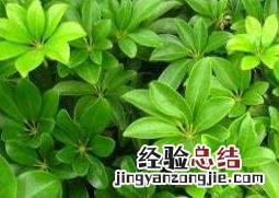 鹅掌柴的养殖方法和注意事项 鹅掌柴的养殖方法和注意事项有哪些