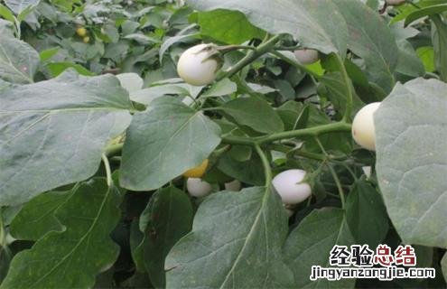 茄子的种类图片大全 茄子的常见种类及图片